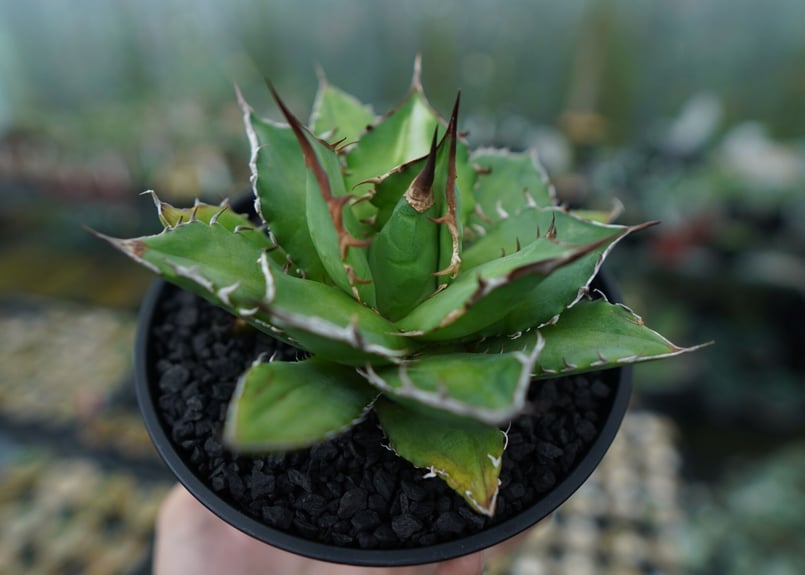 アガベ チタノタ Agave titanota No.1 | mana's farm:塊根植物