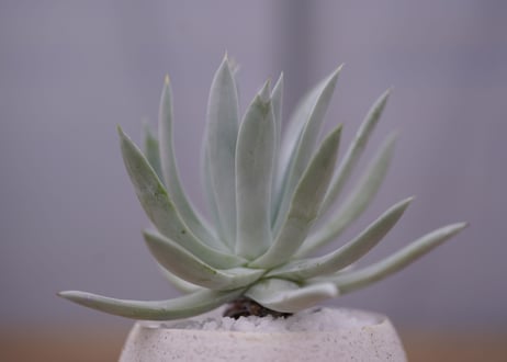 ダドレア　クサンチ　Dudleya  xantii