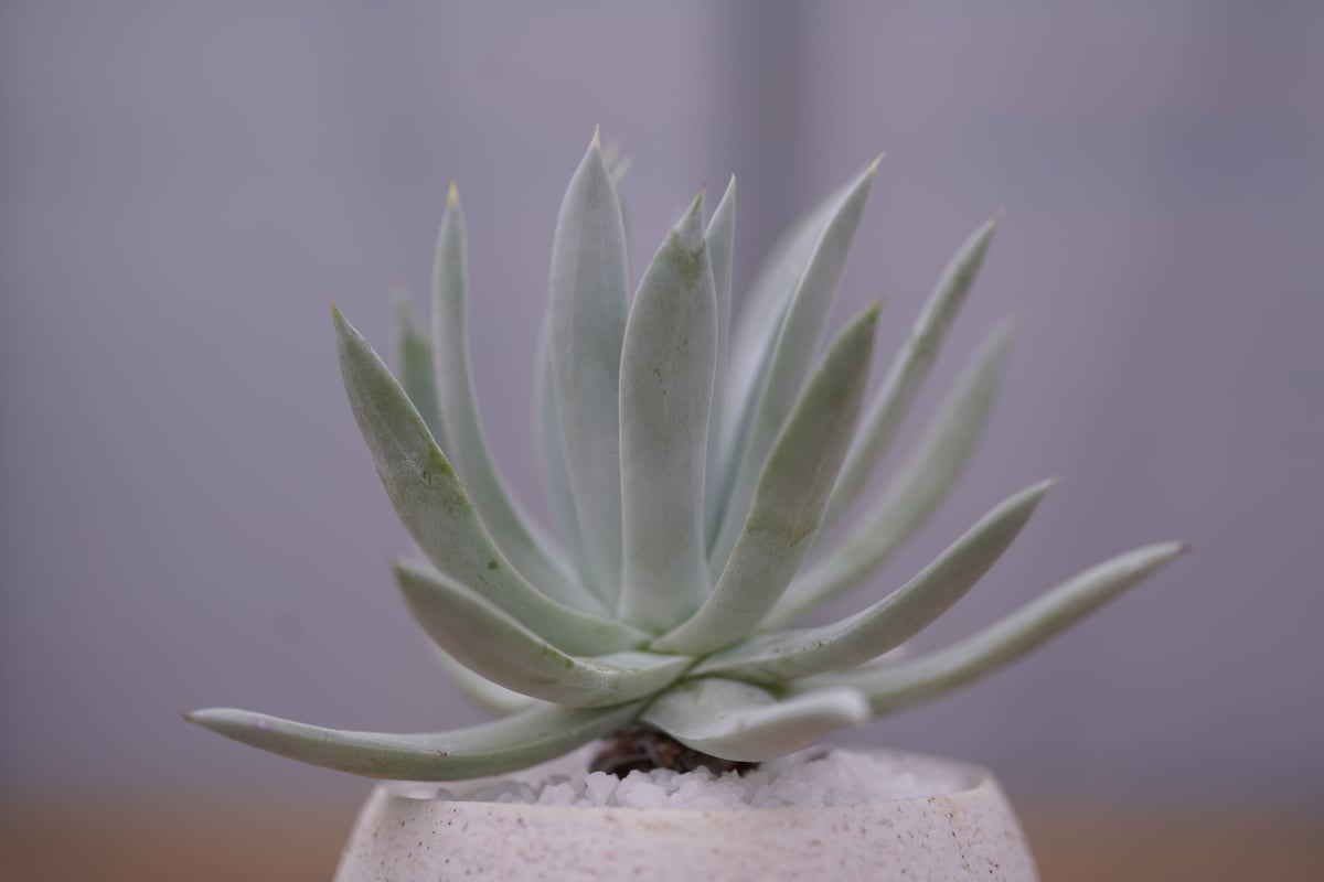 ダドレア クサンチ Dudleya xantii | mana's farm:塊根植物・アガ