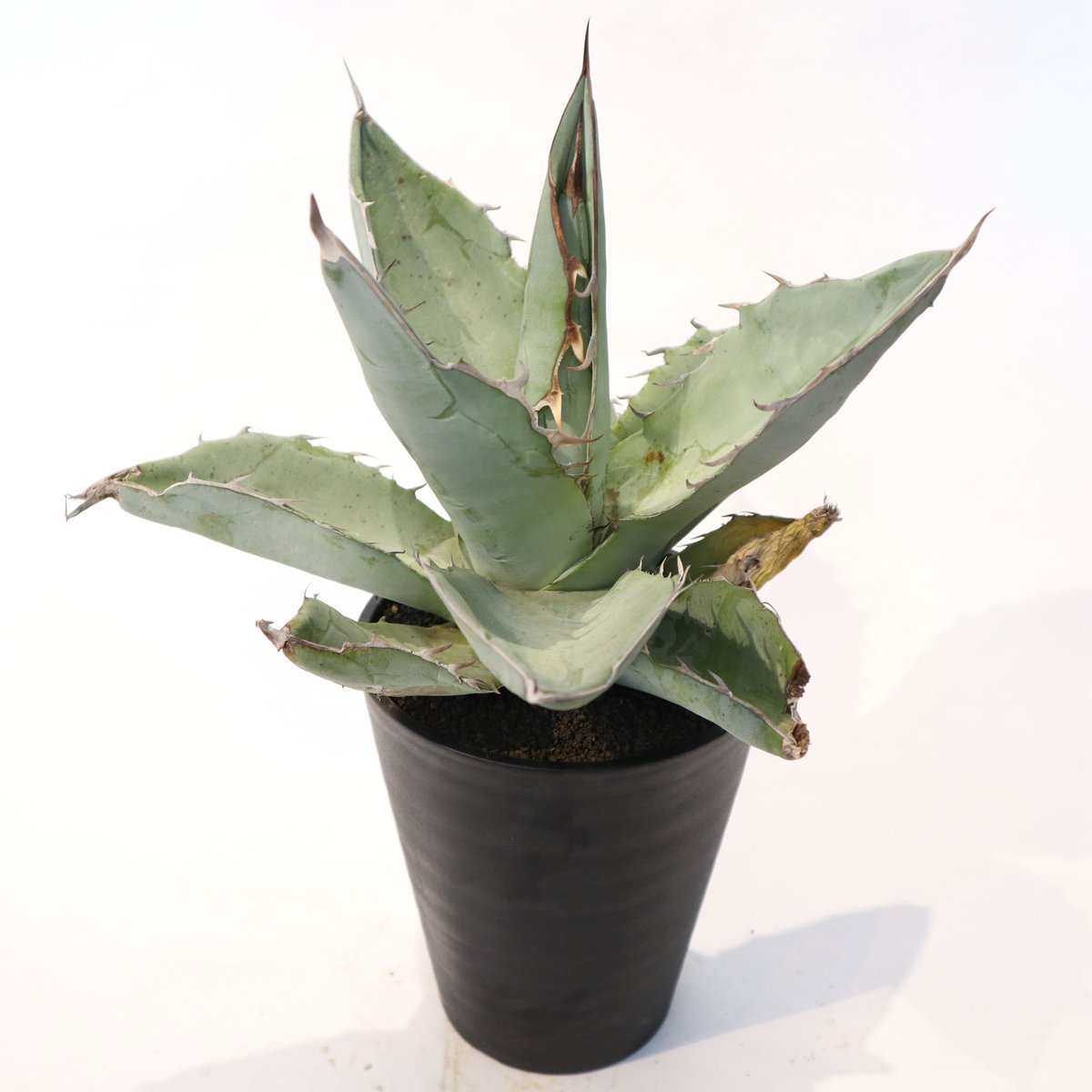 アガベ チタノタ ランチョタンバー 大株 幅広の葉 幅18㎝ 発根済