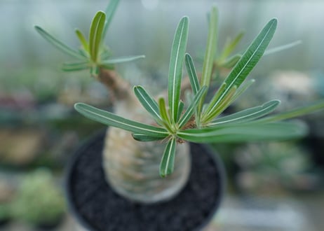 パキポディウム　グラキリス　 Pachypodium Gracilius  No.3