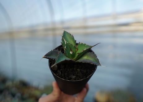 アガベ　チタノタ　ハデス　Agave titanota Hades