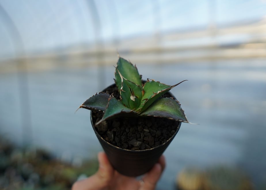 63f1a69493f61968691c8603