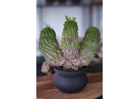 Euphorbia azarashi
