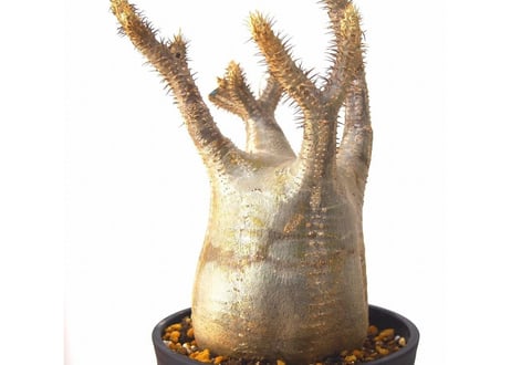 Pachypodium    パキポディウム　グラキリス 未発根