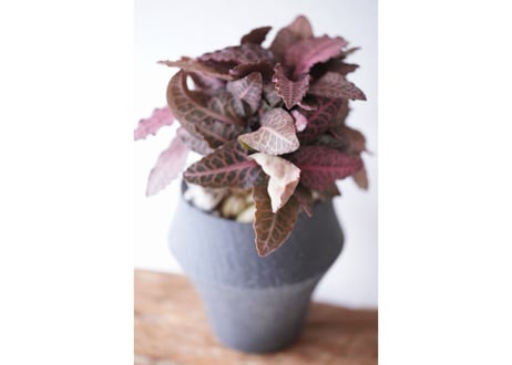 Euphorbia francoisii