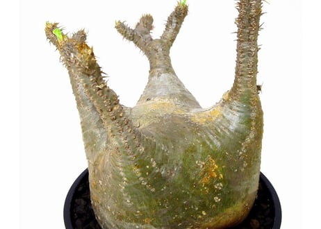 パキポディウム  グラキリス　 Pachypodium Gracilius №２