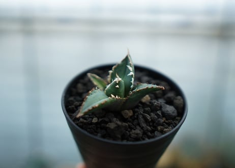 アガベ　チタノタ　狼人　agave titanota "狼人"　No.1