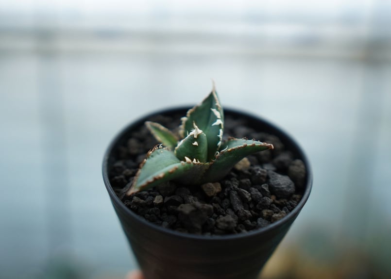 アガベ チタノタ 狼人 agave titanota 