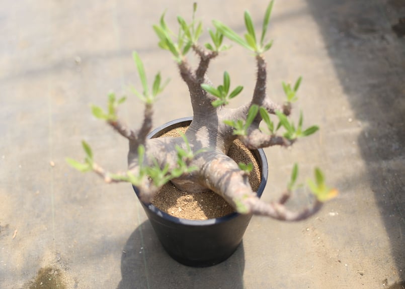 パキポディウム マカイエンセ | mana's green:塊根植物販売|マナ パキポディウム マカイエンセ | mana's green:塊根植物販売|マナ