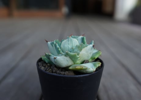 アガベ　王妃雷神錦　白中斑　Agave　“Ohi Raijin Nishiki Shironakahu”