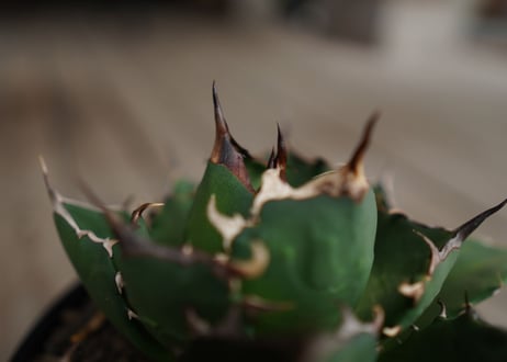 アガベ　チタノタ　FO-76　Agave titanota ”FO-76"