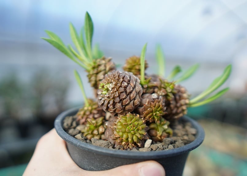 ユーフォルビア 鉄甲丸 Euphorbia bupleurifolia E7 | mana'