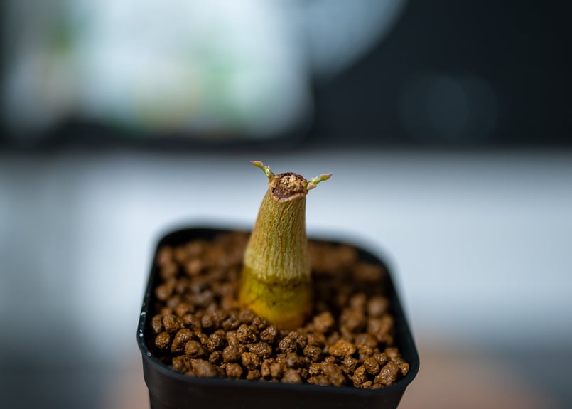 ボンバックス　塊根植物　良型① ボンバックス 沖縄実生 | mana's farm:塊根植物・アガベ・ドライ