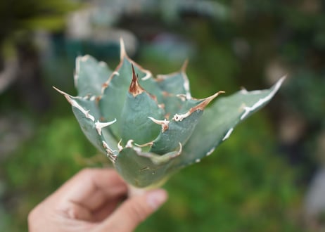 Agave titanota 白鯨 C NO.2