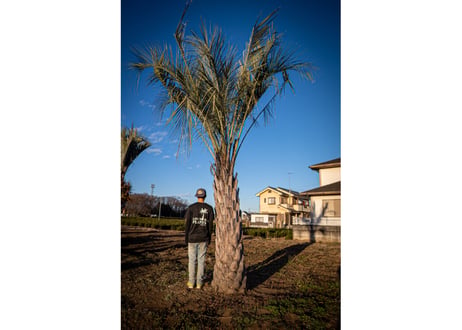 ココスヤシ　Butia capitata No.4