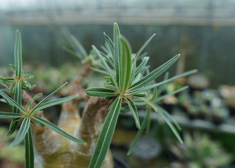 パキポディウム　グラキリス　 Pachypodium Gracilius  No.1
