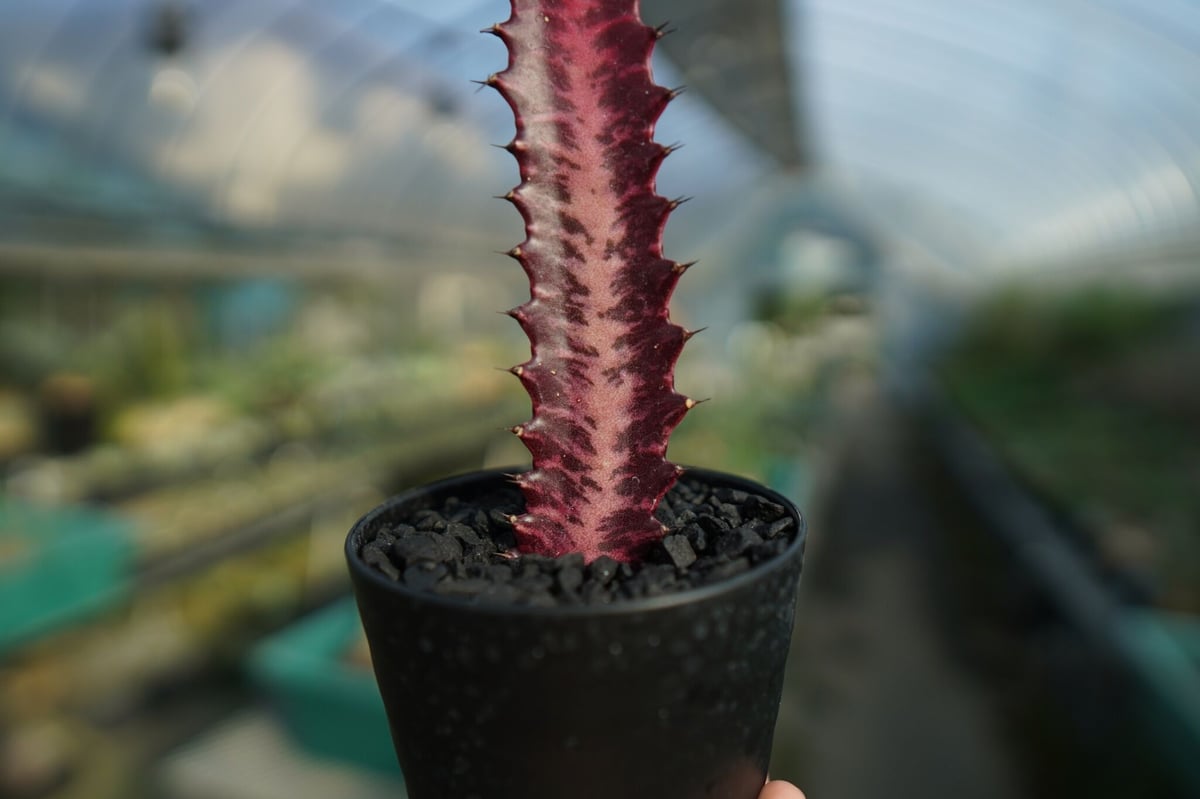 ユーフォルビア 紅彩雲閣 Euphorbia trigona f. rubra No.3 | ...