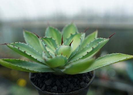 アガベ　 吉祥冠錦　Agave potatorum variegata