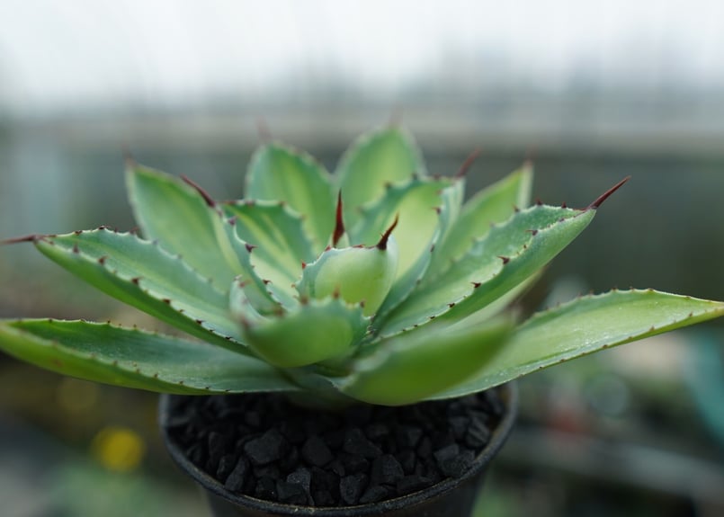 アガベ 吉祥冠錦 Agave potatorum variegata | mana's fa