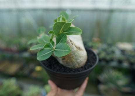 パキポディウム　エブレネウム　Pachypodium eburneum