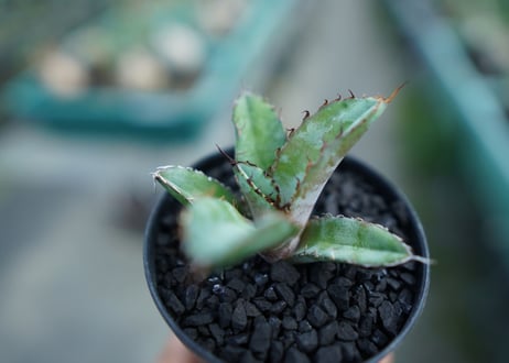 アガベ　チタノタ　 ブラックアンドブルー 　Agave titanota black and blue　子株