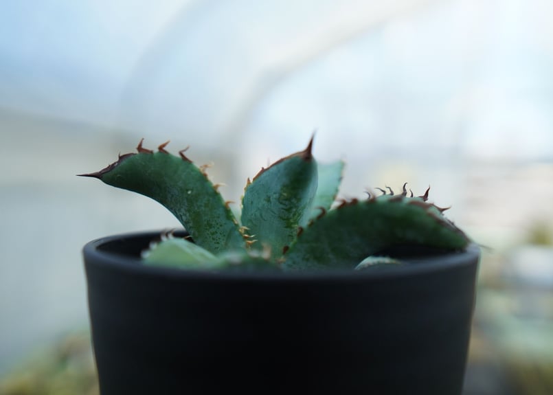 アガベ チタノタ ブルー Agave titanota Blue NO.2 | mana's