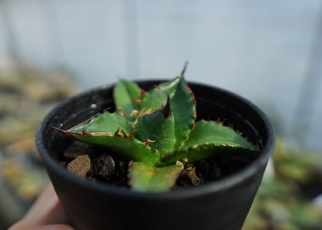 アガベ　チタノタ　ブルー　agave titanota Blue 　No.3