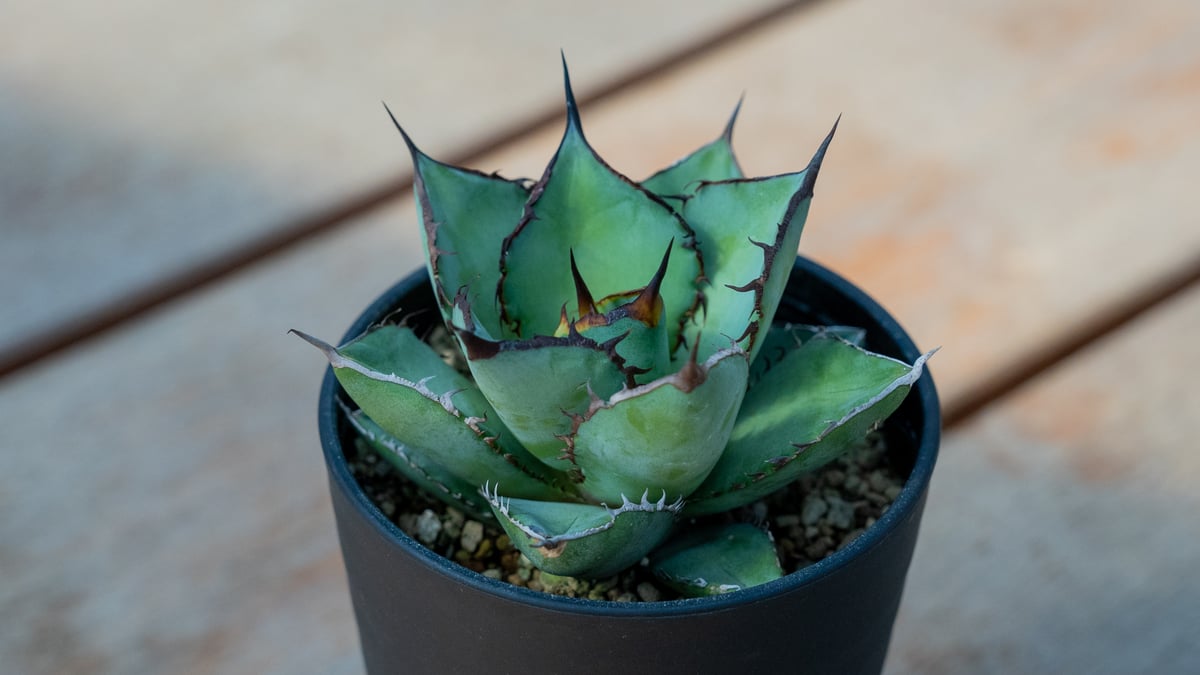 最終値下げ・N/OH鉢】アガベ チタノタ 熊猫