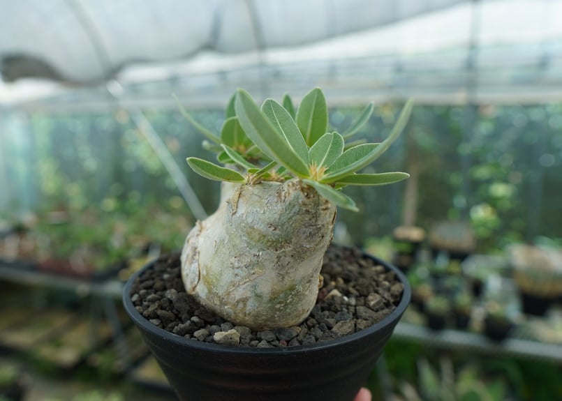 パキポディウム エブレネウム Pachypodium eburneum No.1 | mana...