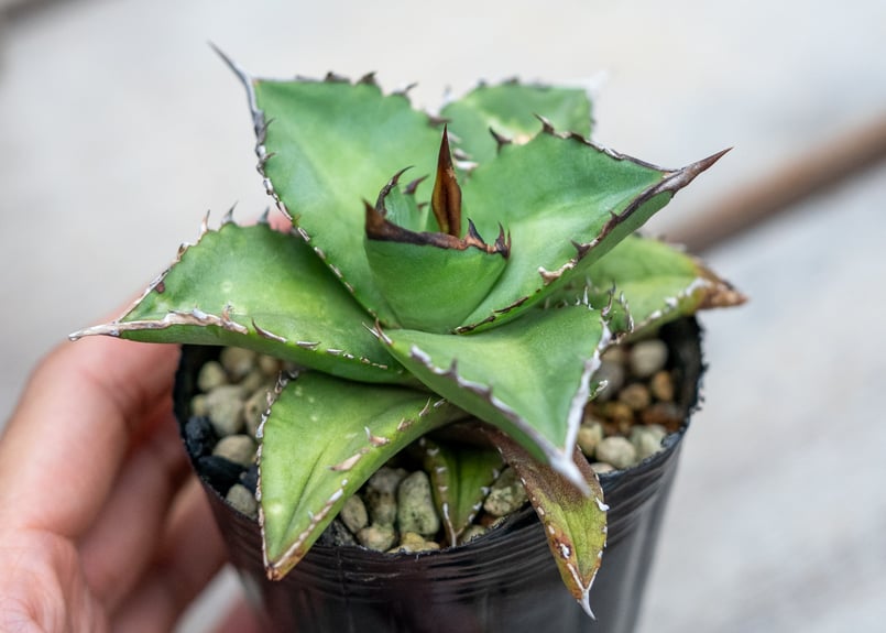 アガベ チタノタ オテロイ 沖縄実生 | mana's farm:塊根植物・アガベ