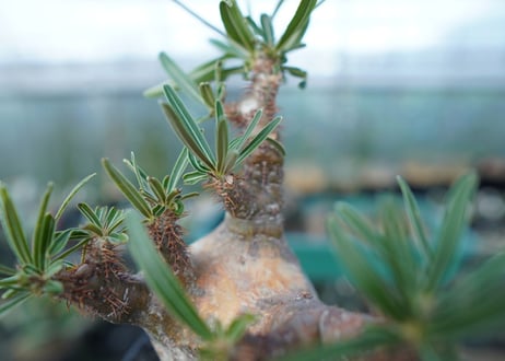 パキポディウム　グラキリス　 Pachypodium Gracilius  No.5