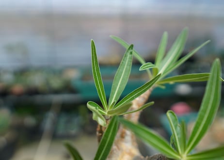 パキポディウム　グラキリス　 Pachypodium Gracilius  No.2