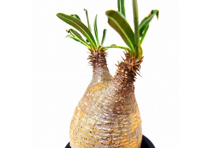 Pachypodium Gracilius パキポディウム グラキリス №7 little