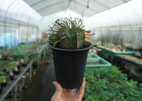 ユーフォルビア　スーパーバリダ　Euphorbia super valida  No.2