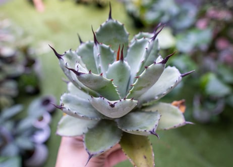 potatorum x macroacantha mini  NO.4