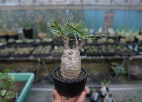 【発根管理中】パキポディウム　グラキリス　 Pachypodium Gracilius  No.10