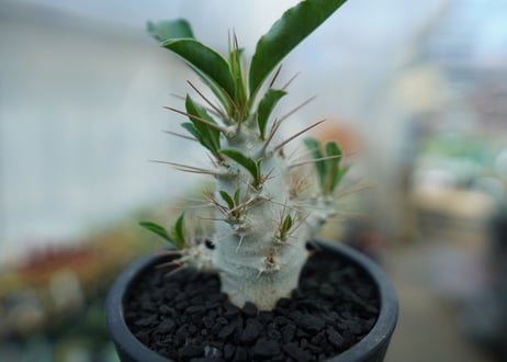パキポディウム　サンデルシー　Pachypodeium saundersii  No.7