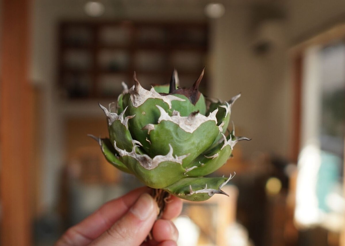 アガベ チタノタ 迦梨女神 Agave titanota “Goddes Kali” | m