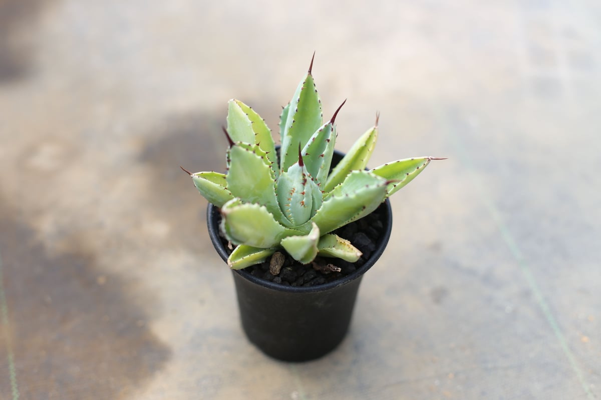 アガベ キュービック | mana's farm:塊根植物・アガベ・ドライガーデン