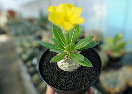 パキポディウム　恵比寿大黒　Pachypodium Densicaule　No.2