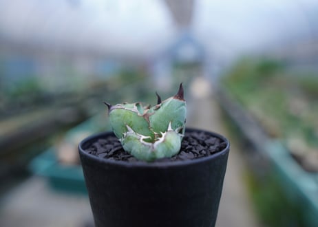 アガベ　チタノタ　 ブラックアンドブルー 　Agave titanota black and blue　No.3