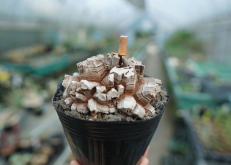 【長谷川園芸産】亀甲竜　Dioscorea elephantipes　No.7