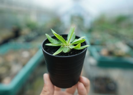 パキポディウム　恵比寿笑い　Pachypodium brevicaule　No.3