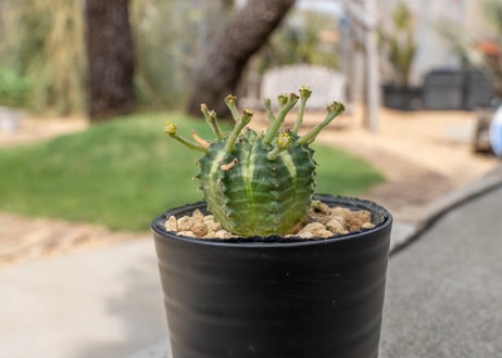 ユーフォルビア バリダ オス