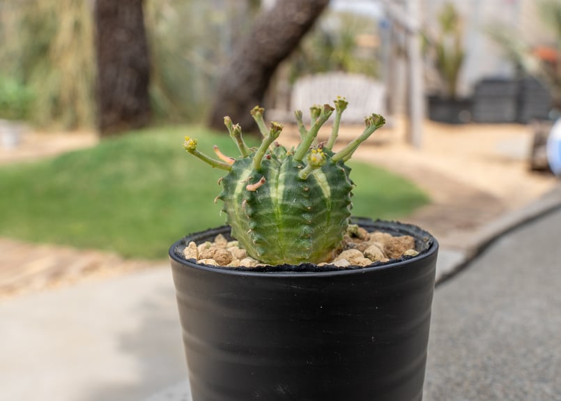 ユーフォルビア バリダ オス | mana's farm:塊根植物・アガベ・ドライ