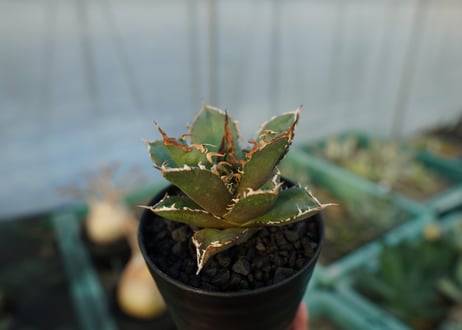 アガベ　チタノタ　FO-76　agave titanota  FO-76