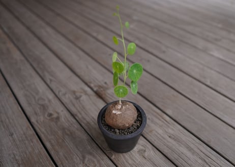 ステファニア　エレクタ　Stephania erecta