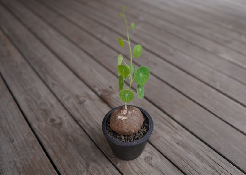 ステファニア エレクタ Stephania erecta | mana's farm:塊根植物