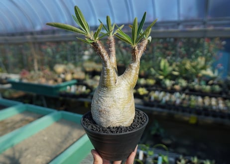パキポディウム　グラキリス　 Pachypodium Gracilius  No.8